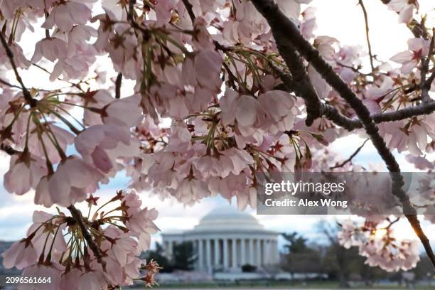 Cherry trees are in full bloom at the Tidal Basin on March 19, 2024 in Washington, DC. The National Park Service announced that it will begin to cut...