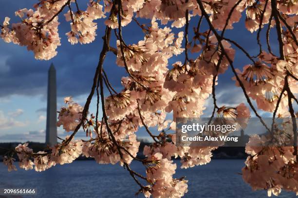 Cherry trees are in full bloom at the Tidal Basin on March 19, 2024 in Washington, DC. The National Park Service announced that it will begin to cut...