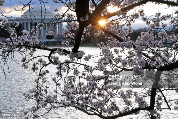 Cherry trees are in full bloom at the Tidal Basin on March 19, 2024 in Washington, DC. The National Park Service announced that it will begin to cut...