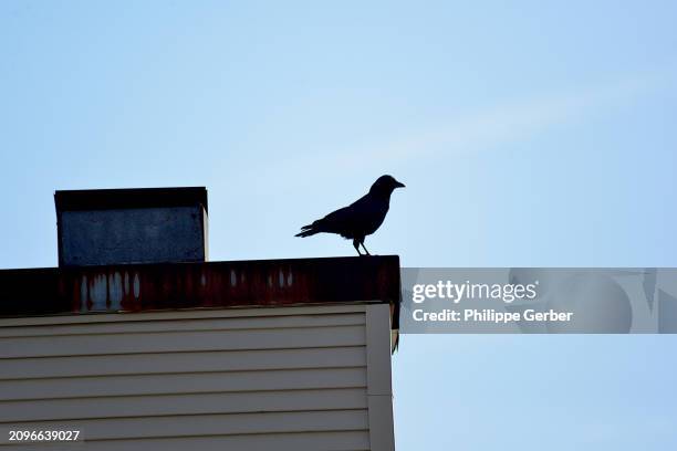 common raven - crow bird stock pictures, royalty-free photos & images