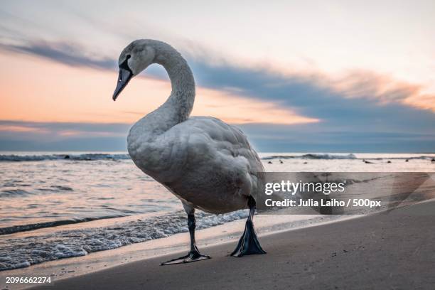 low angle close-up of a swan walking on sandy beach at sea during dawn - cigno foto e immagini stock