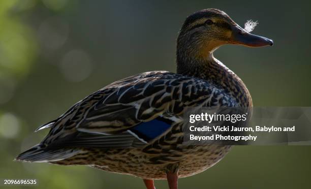 close up of mallard hen with feather in beak backlit in early morning in pennsylvania - rim light portrait stock pictures, royalty-free photos & images
