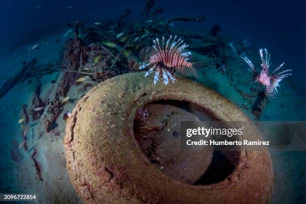 artificial reef. - soldierfish stock pictures, royalty-free photos & images