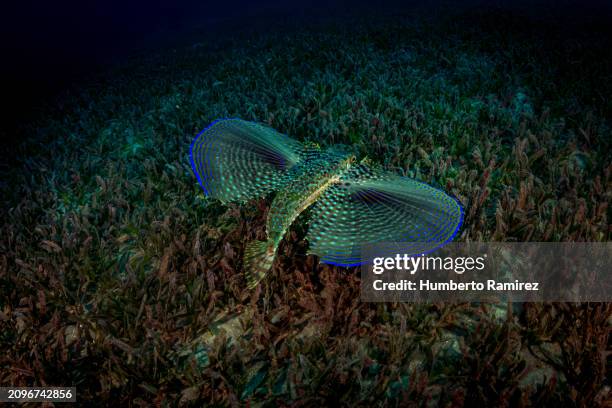 flying gurnard. - flughahn stock-fotos und bilder