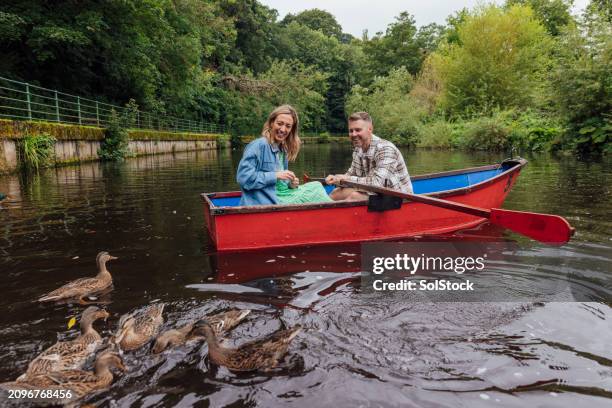 nautical romance - animal sound stock pictures, royalty-free photos & images