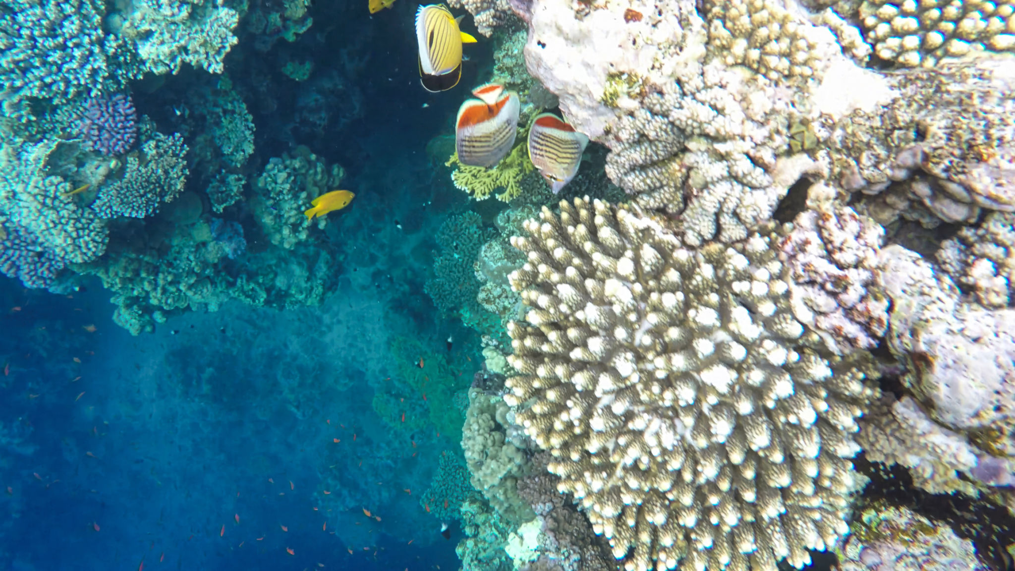 blue hole dahab