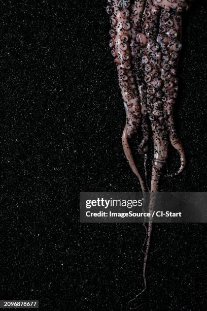 raw octopus on black background - mollusc stock pictures, royalty-free photos & images