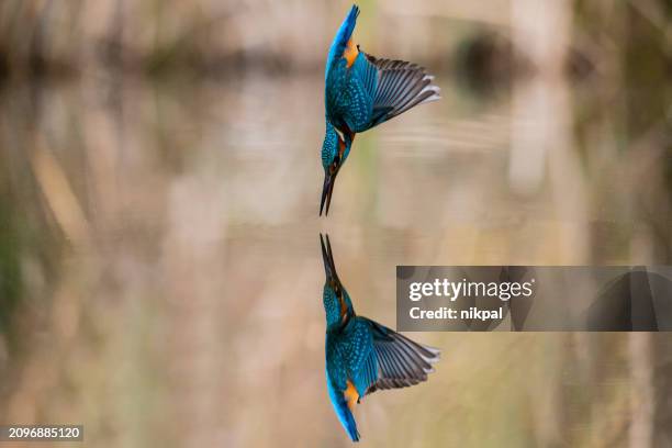 kingfisher swooping into the water towards a prey with reflection in a river, italy - diving to the ground stock pictures, royalty-free photos & images