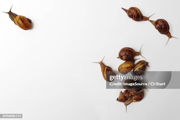 snails on white background - mollusc stock pictures, royalty-free photos & images