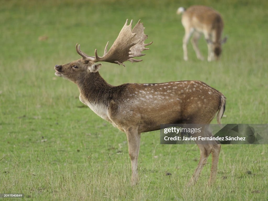 A close-up of a male fallow deer with its antlers in the rutting season. Dama dama.