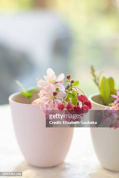 cherry blossoms sprig - buds stock pictures, royalty-free photos & images