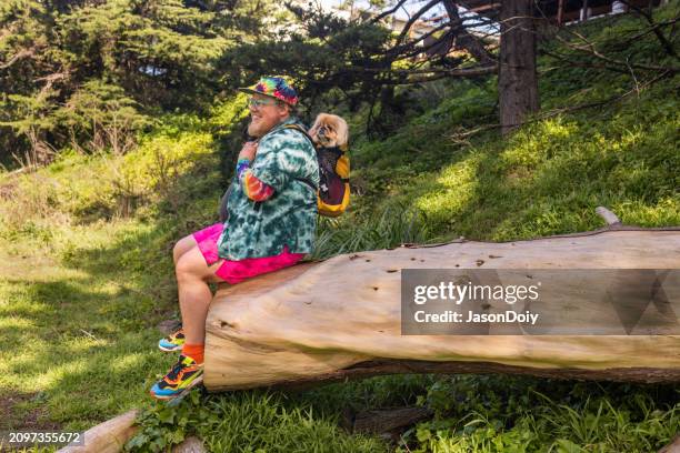 happy man with a pekingese - pekingese stock pictures, royalty-free photos & images