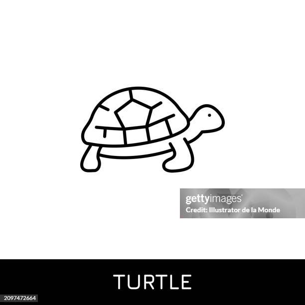 ilustraciones, imágenes clip art, dibujos animados e iconos de stock de diseño de icono de una sola línea de tortuga - dermoquélidos