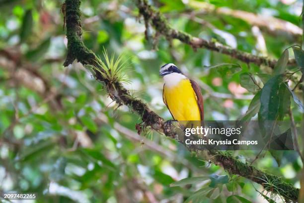 beautiful yellow-chested bird perched on a branch in the rainforest: great kiskadee - sarapiquí stock-fotos und bilder