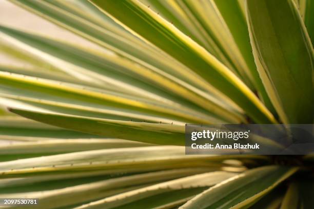 close-up of yucca bush leaves. tropical background. - yucca stock pictures, royalty-free photos & images