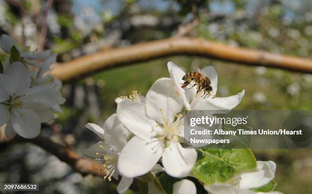 Bee pollenates an apple blossom as some of the apple trees are in bloom at Goold Orchards seen here on Thursday, April 19, 2012 in Castleton, NY....