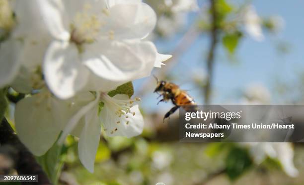 Bee pollenates an apple blossom as some of the apple trees are in bloom at Goold Orchards seen here on Thursday, April 19, 2012 in Castleton, NY....