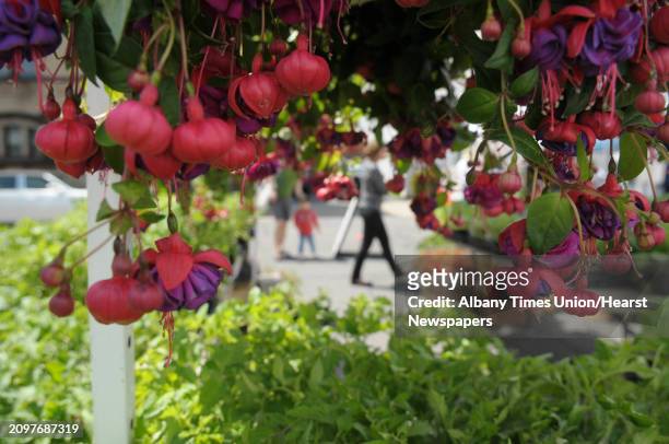 Bleeding heart fuschia flowers hang at the Buhrmaster Family Farm stand at the Schenectady Greenmarket on Sunday, May 6, 2012 on the first day of the...