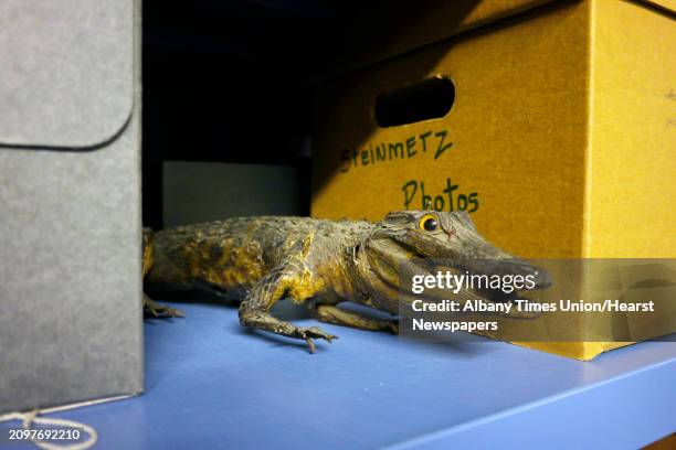 Stuffed alligator is seen in the collections area at the MiSci Museum on Tuesday, Oct. 8, 2013 in Schenectady, NY. The alligator when alive was one...