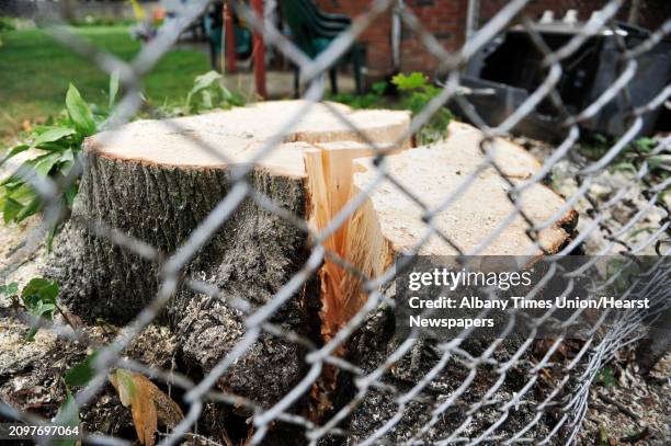 View of the stump of of a large tree which cracked and the roots were lifted up out of the ground as the tree fell on the home of Rachel Lewis and...