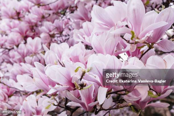 blooming magnolia tree.magnolia branch - buds stock pictures, royalty-free photos & images
