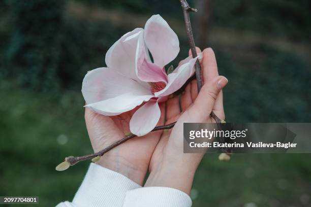 branch of blooming magnolia in female hands - buds stock pictures, royalty-free photos & images