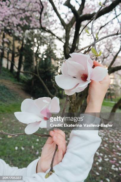 female hands hold a branch of a blooming magnolia in a city park, zagreb. croatia - buds stock pictures, royalty-free photos & images
