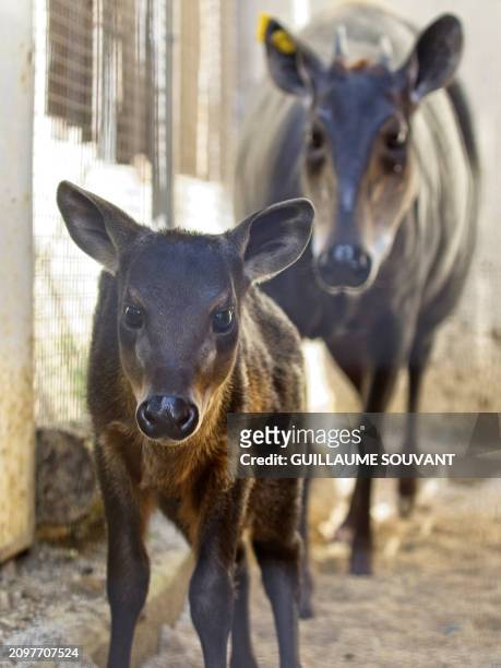 This photograph taken on March 22, 2024 shows Malia, a young female yellow-backed duiker born on March 8, 2024 next to her mother in its enclosure at...