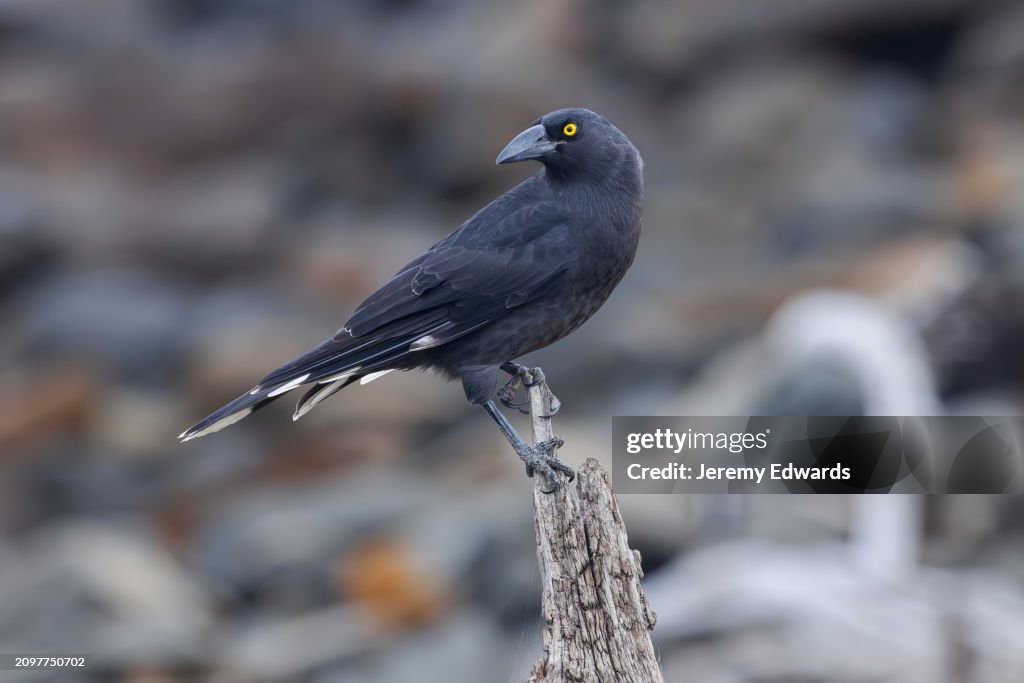 Black Currawong, Tasmania, Australia