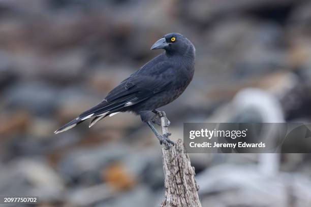 black currawong, tasmania, australia - black currawong stock pictures, royalty-free photos & images