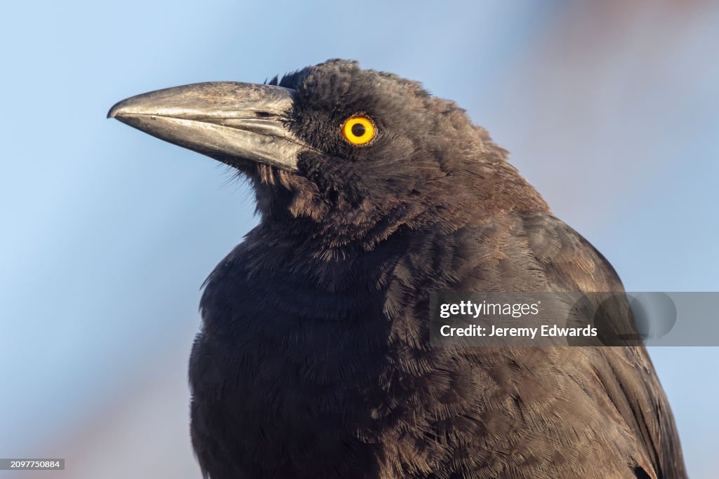 Black Currawong, Tasmania, Australia
