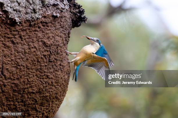 sacred kingfisher, sydney, new south wales, australia - kingfisher australia stock pictures, royalty-free photos & images