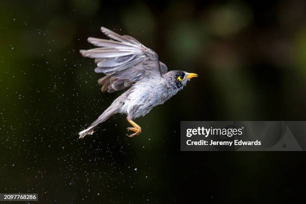 noisy miner, sydney, new south wales, australia - miner stock pictures, royalty-free photos & images
