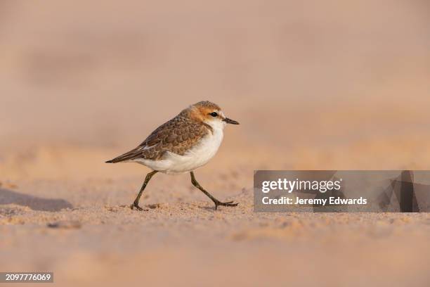 red-capped plover, central coast, nsw, australia - plover stock pictures, royalty-free photos & images