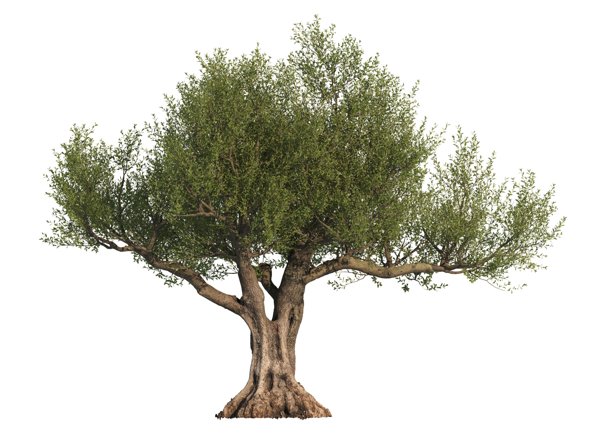 olive trees