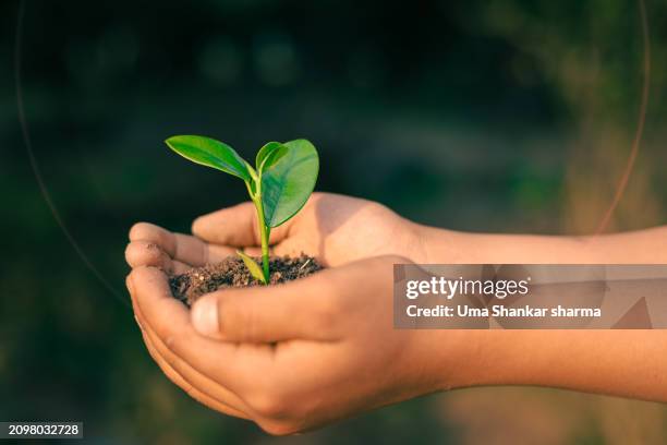 growth : hands holding a growing young plant - sembrar fotografías e imágenes de stock