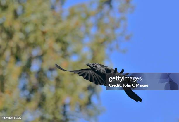 Common Crow In Flight 4,042 Crow In Flight Stock Photos, High-Res Pictures, and Images ...