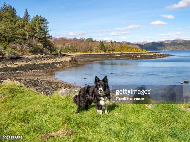 border collie - scottish border collies stock pictures, royalty-free photos & images