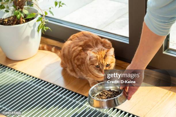 cat - feeding cat stock pictures, royalty-free photos & images