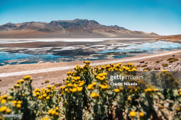 malerische atacama-wüstenlandschaft mit lebendiger flora, chile - atacama stock-fotos und bilder