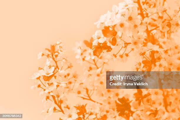 spring tree flowers in blossom, the bloom in warm sun light on peach fuzz color of the 2024 year background. - buds stock pictures, royalty-free photos & images