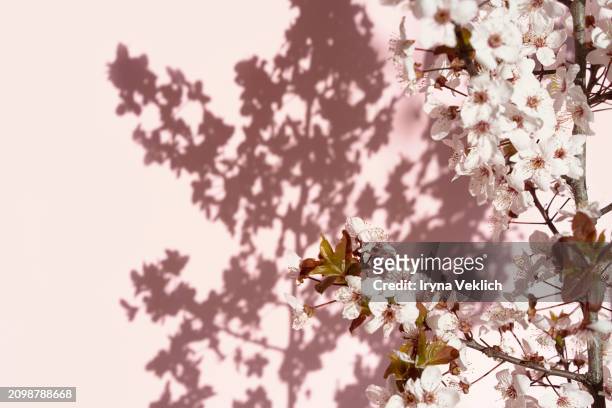 spring tree flowers in blossom, the bloom in warm sun light on pastel pink wall with shadows background. beautiful apple or cherry blossom spring floral background. - buds stock pictures, royalty-free photos & images