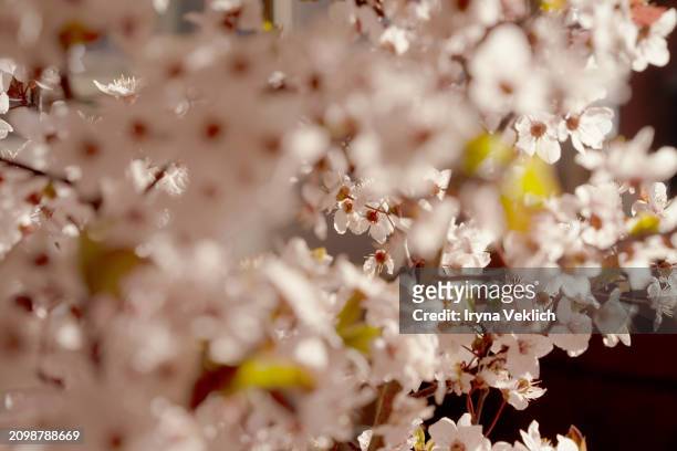 spring tree flowers in blossom, the bloom in warm sun light  background. - buds stock pictures, royalty-free photos & images
