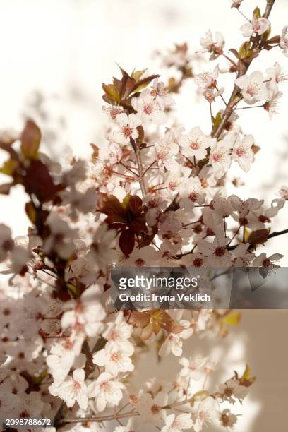 spring tree flowers in blossom, the bloom in warm sun light  background. - buds stock pictures, royalty-free photos & images
