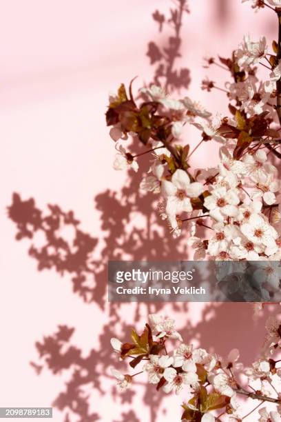 spring tree flowers in blossom, the bloom in warm sun light on pastel pink wall with shadows background. beautiful apple or cherry blossom spring floral background. - buds stock pictures, royalty-free photos & images