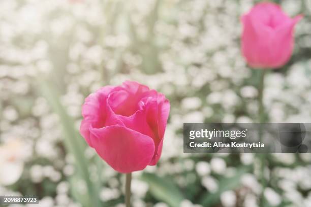 one pink tulip on natural green background with blurred small white flowers - buds stock pictures, royalty-free photos & images