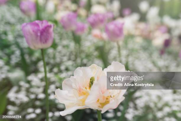 flowerbed lush tulip and blurred small white flowers of gypsophila - buds stock pictures, royalty-free photos & images