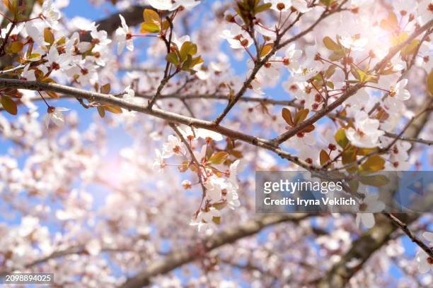spring tree flowers in blossom, the bloom in warm sun light on blue sky background. beautiful apple or cherry blossom spring floral background. - buds stock pictures, royalty-free photos & images