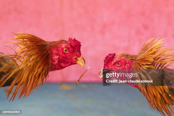 two fighting cocks in training in ayutthaya city (thailand) - blood sport stock pictures, royalty-free photos & images