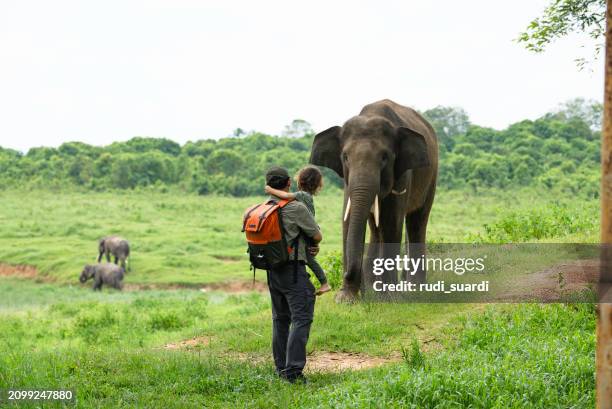 modo kambas national reserve sumatra, uomo asiatico con il suo bambino che osserva elefanti in natura - animale-da-safari foto e immagini stock